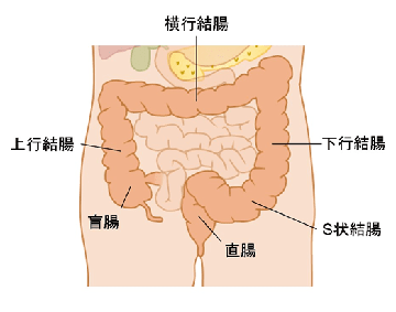 大腸（結腸・直腸）の各部の名称